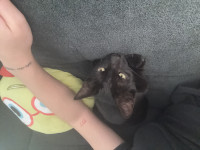 pantera